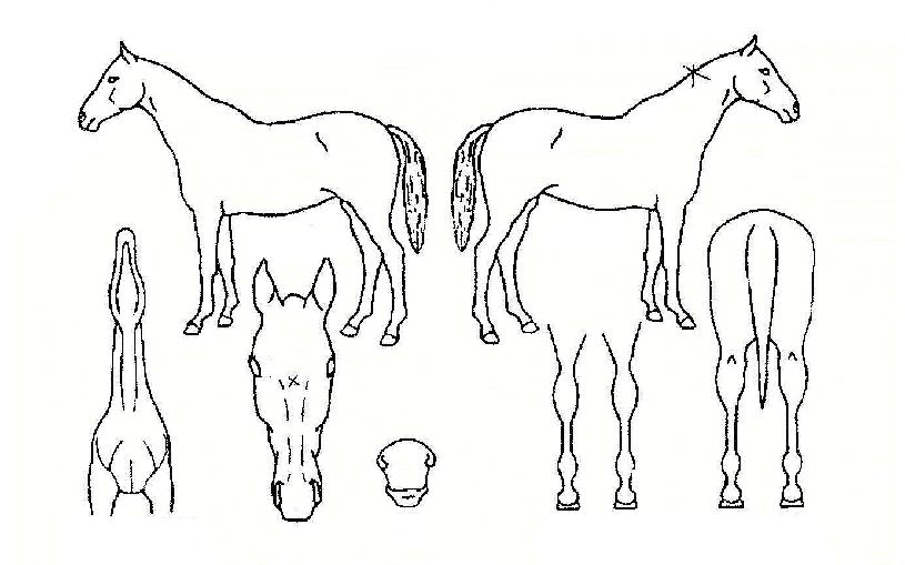 ¸¸Æøµ¿ÀÇ Ãø¸é,¿ì¸é,µÞ¸é,µÎ»ó,´Ù¸®ÀÇ Æ¯Â¡µµÇØ