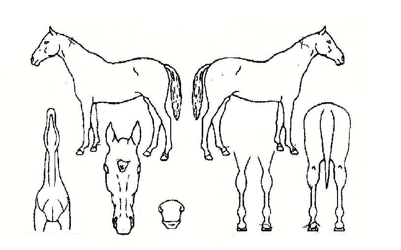 ÇÁ¸®¹Ì¾îÀÇ Ãø¸é,¿ì¸é,µÞ¸é,µÎ»ó,´Ù¸®ÀÇ Æ¯Â¡µµÇØ