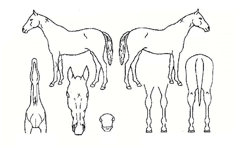 ½Â¸®Ãµ±¹ÀÇ Ãø¸é,¿ì¸é,µÞ¸é,µÎ»ó,´Ù¸®ÀÇ Æ¯Â¡µµÇØ