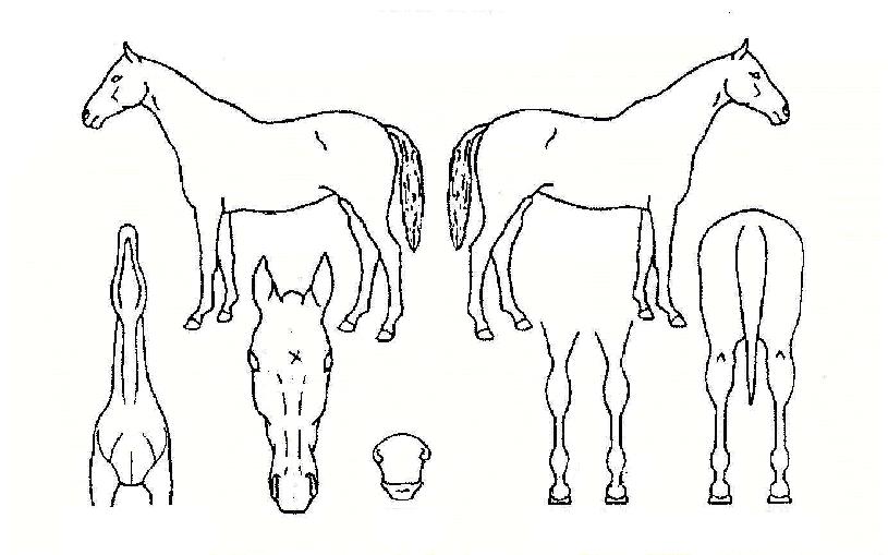 Àå°í»êÀÇ Ãø¸é,¿ì¸é,µÞ¸é,µÎ»ó,´Ù¸®ÀÇ Æ¯Â¡µµÇØ