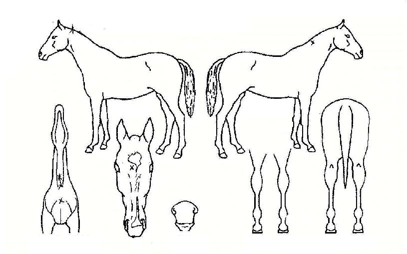 ºäƼ½ºÅ¸ÀÇ Ãø¸é,¿ì¸é,µÞ¸é,µÎ»ó,´Ù¸®ÀÇ Æ¯Â¡µµÇØ