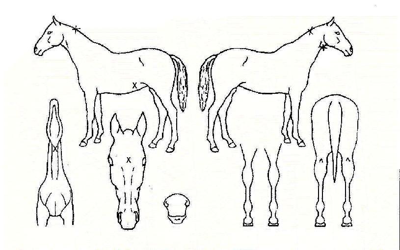 Çã´ÏÀ§³ÊÀÇ Ãø¸é,¿ì¸é,µÞ¸é,µÎ»ó,´Ù¸®ÀÇ Æ¯Â¡µµÇØ