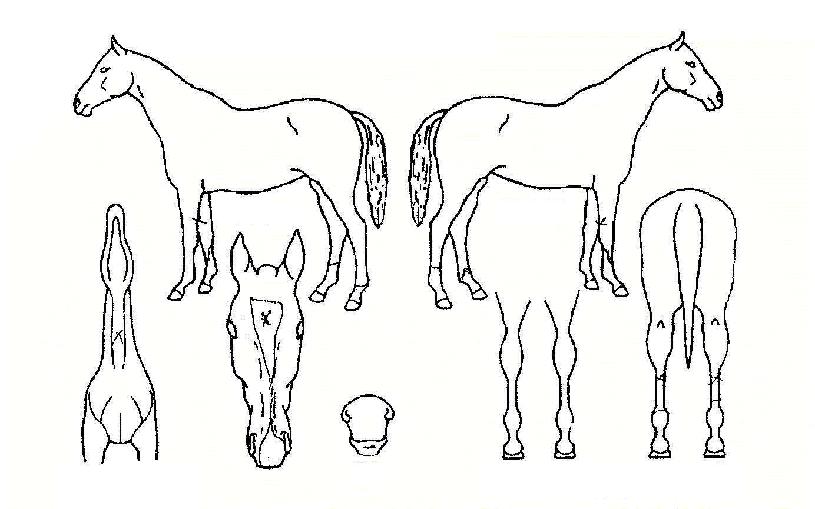 ���Ư���� ����,���,�޸�,�λ�,�ٸ��� Ư¡����