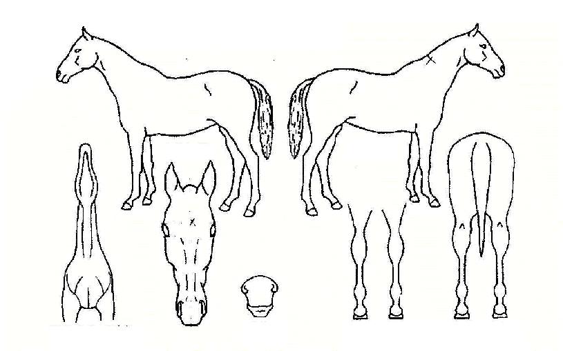 �߿������ ����,���,�޸�,�λ�,�ٸ��� Ư¡����