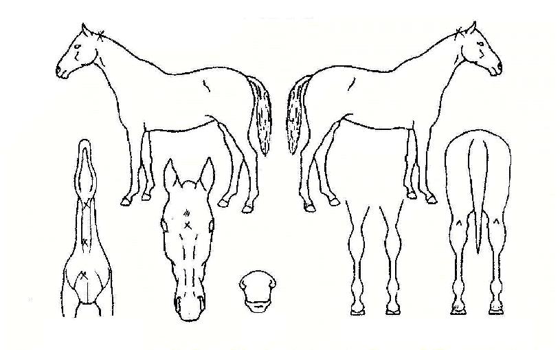 ±Ýºûµ¹Ç³ÀÇ Ãø¸é,¿ì¸é,µÞ¸é,µÎ»ó,´Ù¸®ÀÇ Æ¯Â¡µµÇØ