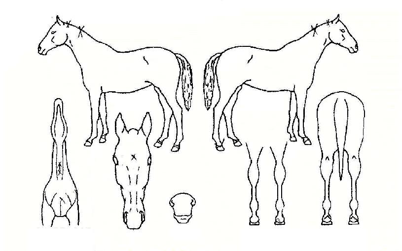 ¼ººÒ»õ¹ÌÀÇ Ãø¸é,¿ì¸é,µÞ¸é,µÎ»ó,´Ù¸®ÀÇ Æ¯Â¡µµÇØ