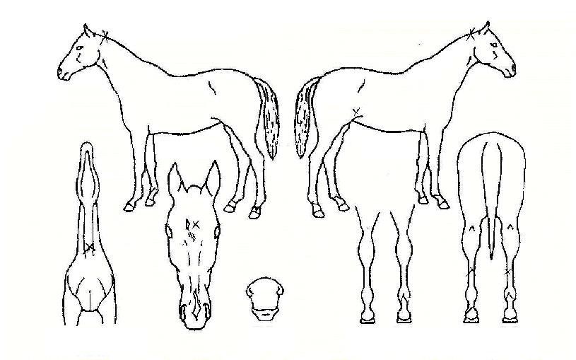 ¼ö¼º½ÅÈÀÇ Ãø¸é,¿ì¸é,µÞ¸é,µÎ»ó,´Ù¸®ÀÇ Æ¯Â¡µµÇØ