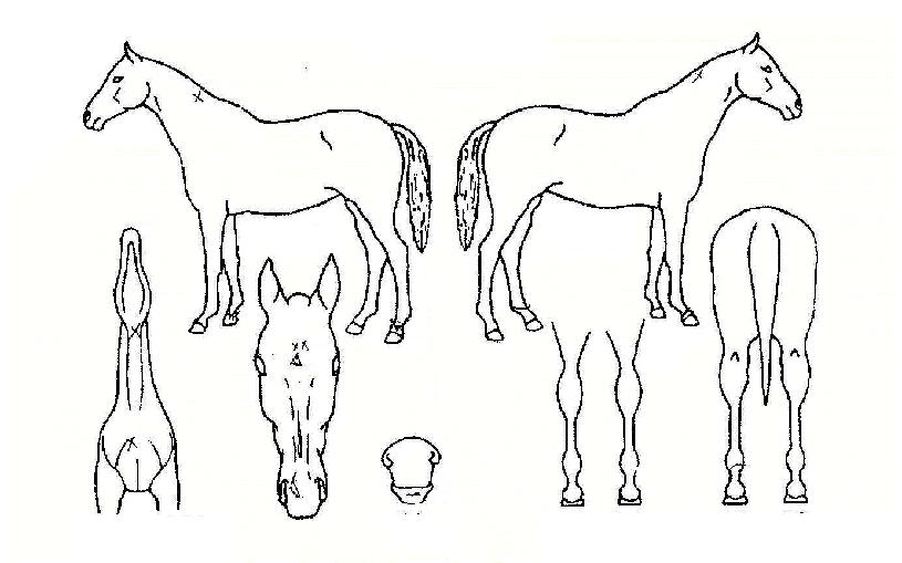 �������� ����,���,�޸�,�λ�,�ٸ��� Ư¡����