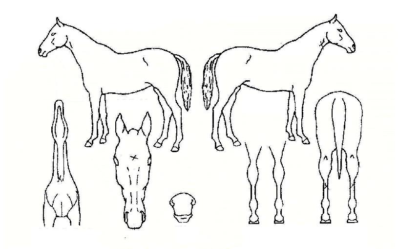 ū�߸��� ����,���,�޸�,�λ�,�ٸ��� Ư¡����