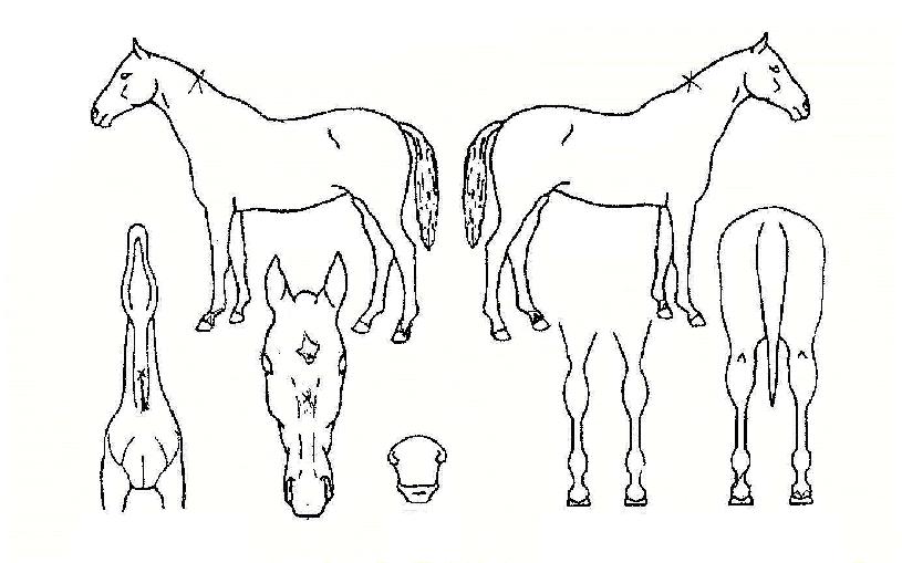 ¿¡¹ÙÀÇ Ãø¸é,¿ì¸é,µÞ¸é,µÎ»ó,´Ù¸®ÀÇ Æ¯Â¡µµÇØ