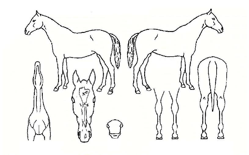 �ų�����Ƽ�� ����,���,�޸�,�λ�,�ٸ��� Ư¡����