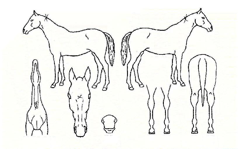 ÃÖ°íÀǼ±ÅÃÀÇ Ãø¸é,¿ì¸é,µÞ¸é,µÎ»ó,´Ù¸®ÀÇ Æ¯Â¡µµÇØ