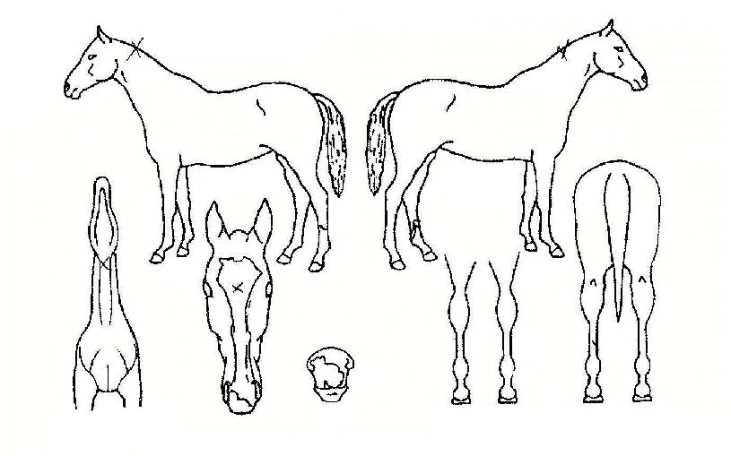 �׸����� ����,���,�޸�,�λ�,�ٸ��� Ư¡����