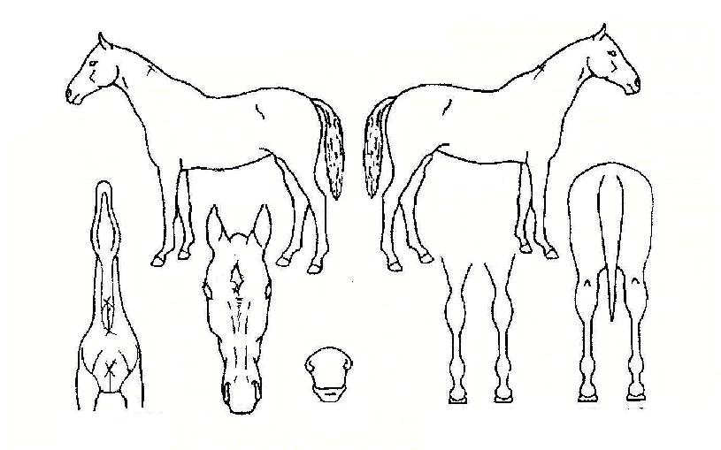 ºÒ¸êÀÇÀü»çÀÇ Ãø¸é,¿ì¸é,µÞ¸é,µÎ»ó,´Ù¸®ÀÇ Æ¯Â¡µµÇØ