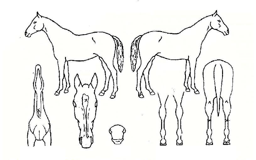 ¹Ð¸®¾ð¿¡¾îÀÇ Ãø¸é,¿ì¸é,µÞ¸é,µÎ»ó,´Ù¸®ÀÇ Æ¯Â¡µµÇØ