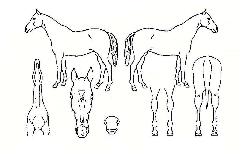 �������� ����,���,�޸�,�λ�,�ٸ��� Ư¡����