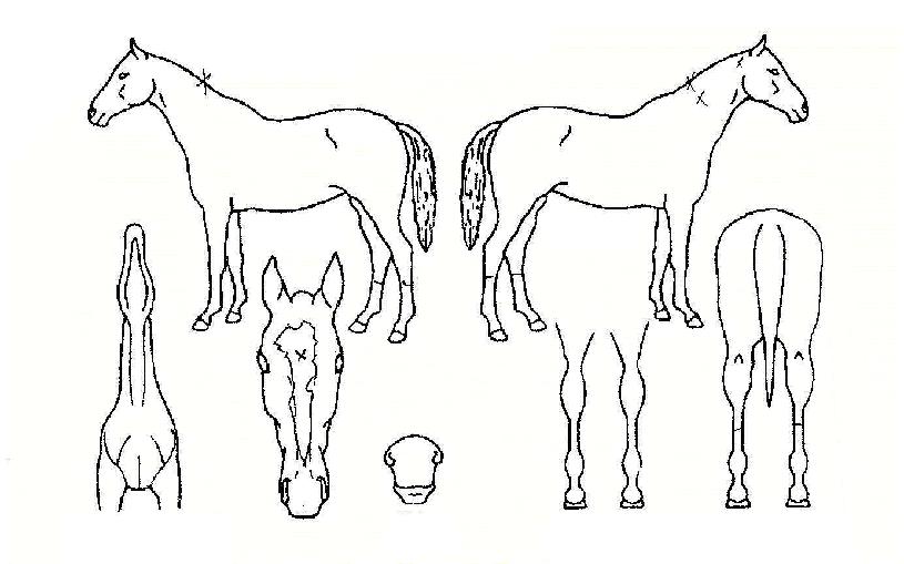 ���������� ����,���,�޸�,�λ�,�ٸ��� Ư¡����