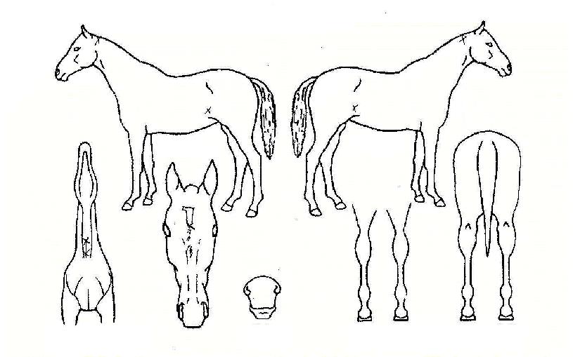 ¹«ÆÐ½ÂÀÇ Ãø¸é,¿ì¸é,µÞ¸é,µÎ»ó,´Ù¸®ÀÇ Æ¯Â¡µµÇØ