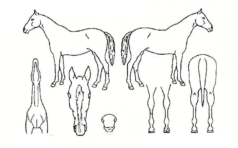 ����ֿ��� ����,���,�޸�,�λ�,�ٸ��� Ư¡����