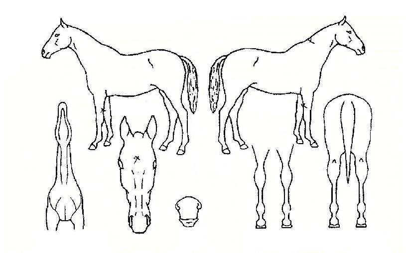 ���ߺ����� ����,���,�޸�,�λ�,�ٸ��� Ư¡����