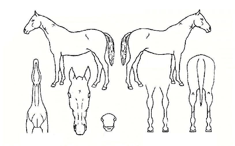 ����Ƽ�� ����,���,�޸�,�λ�,�ٸ��� Ư¡����