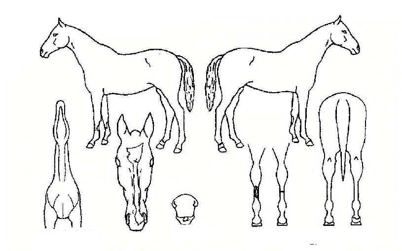 ÀýÈ£ÀDZâȸÀÇ Ãø¸é,¿ì¸é,µÞ¸é,µÎ»ó,´Ù¸®ÀÇ Æ¯Â¡µµÇØ