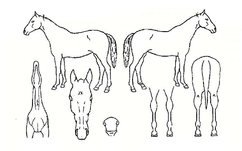 ����Ʈè���� ����,���,�޸�,�λ�,�ٸ��� Ư¡����