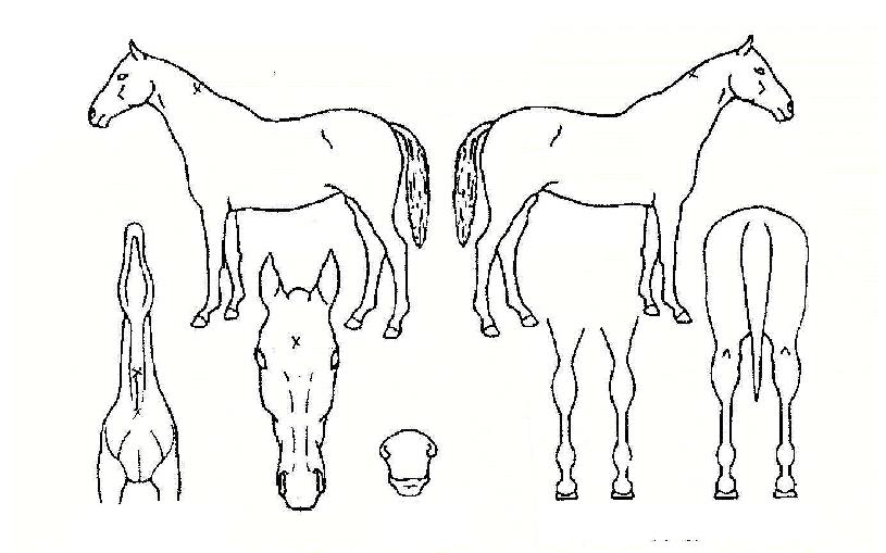 Çï·Î¿ìÆäºíÀÚ¸¶ÀÇ Ãø¸é,¿ì¸é,µÞ¸é,µÎ»ó,´Ù¸®ÀÇ Æ¯Â¡µµÇØ