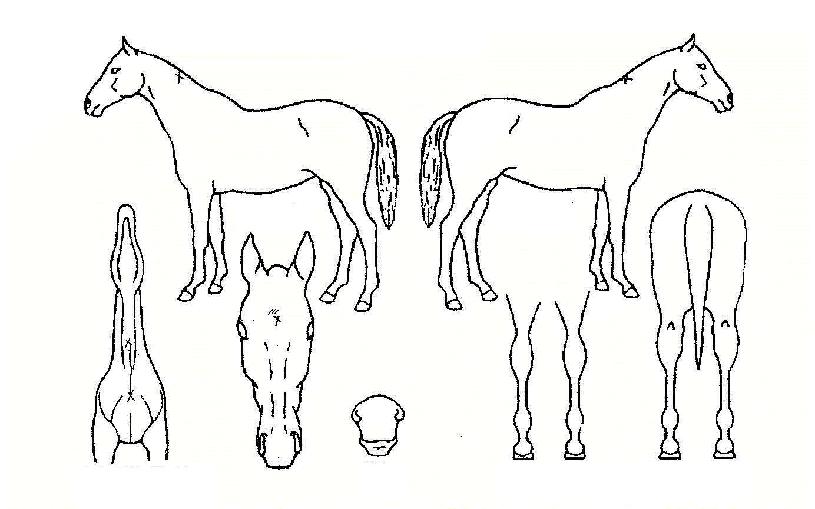 ��Ÿ�������ڸ��� ����,���,�޸�,�λ�,�ٸ��� Ư¡����