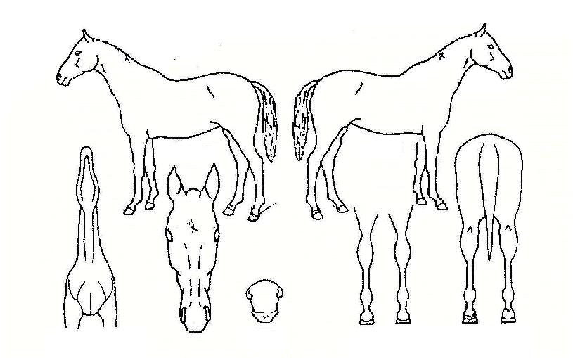 ¸¸¸¸¼¼ÀÚ¸¶ÀÇ Ãø¸é,¿ì¸é,µÞ¸é,µÎ»ó,´Ù¸®ÀÇ Æ¯Â¡µµÇØ