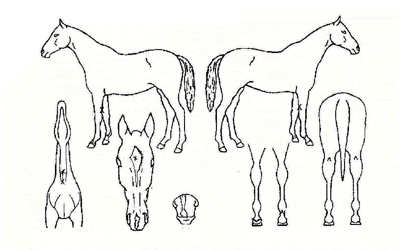 ¼öÆÛÆÐ¹Ð¸®ÀÇ Ãø¸é,¿ì¸é,µÞ¸é,µÎ»ó,´Ù¸®ÀÇ Æ¯Â¡µµÇØ