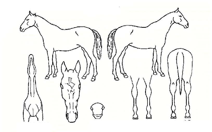 Ȱ���� ����,���,�޸�,�λ�,�ٸ��� Ư¡����