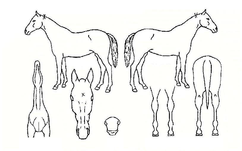 Ģ��ε��ڸ��� ����,���,�޸�,�λ�,�ٸ��� Ư¡����