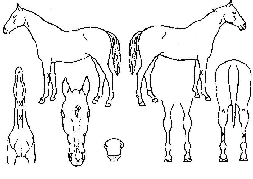 dz¿îÁúÁÖÀÇ Ãø¸é,¿ì¸é,µÞ¸é,µÎ»ó,´Ù¸®ÀÇ Æ¯Â¡µµÇØ