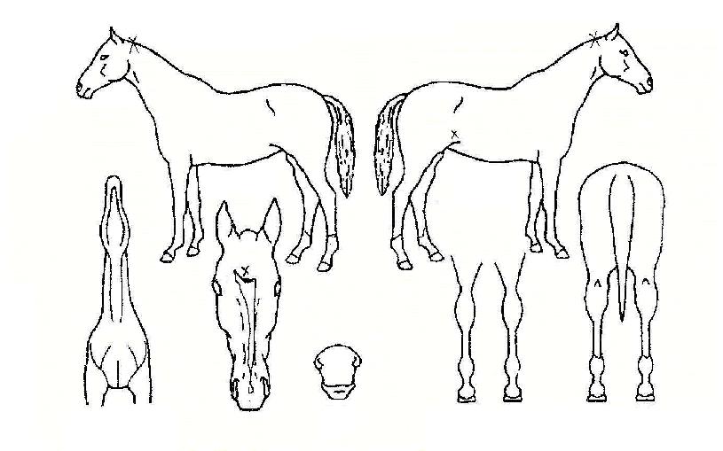 �¾��ǲ��� ����,���,�޸�,�λ�,�ٸ��� Ư¡����