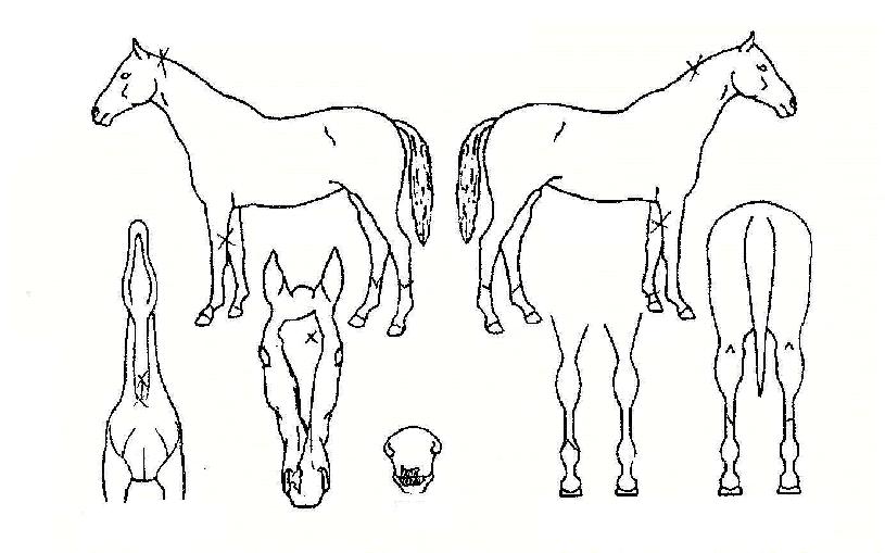 ����Ʈǻ���� ����,���,�޸�,�λ�,�ٸ��� Ư¡����