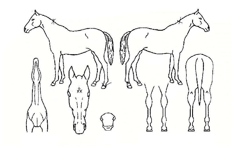 �ҽ�����ڸ��� ����,���,�޸�,�λ�,�ٸ��� Ư¡����