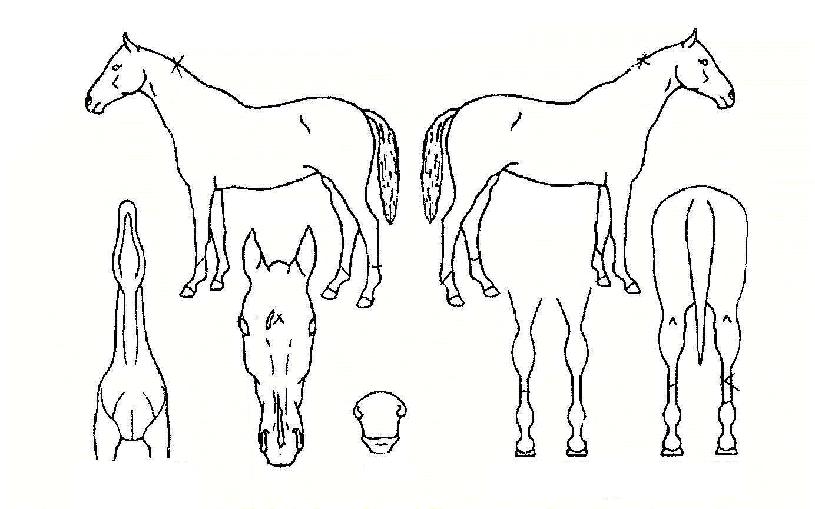 �����÷��̾��� ����,���,�޸�,�λ�,�ٸ��� Ư¡����