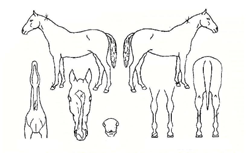 ºÎ°ÀÚ°ÀÇ Ãø¸é,¿ì¸é,µÞ¸é,µÎ»ó,´Ù¸®ÀÇ Æ¯Â¡µµÇØ