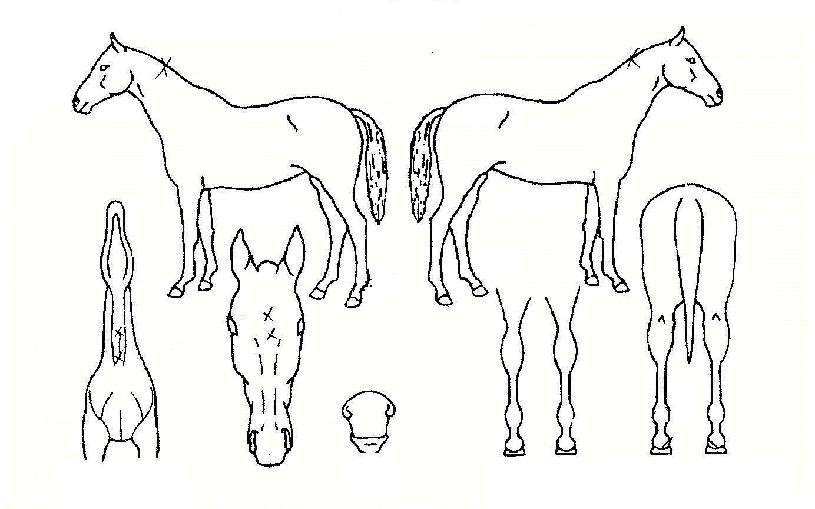 ÃÖ¼±ÀÚ¸¶ÀÇ Ãø¸é,¿ì¸é,µÞ¸é,µÎ»ó,´Ù¸®ÀÇ Æ¯Â¡µµÇØ