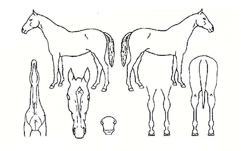 ���ʺ������� ����,���,�޸�,�λ�,�ٸ��� Ư¡����