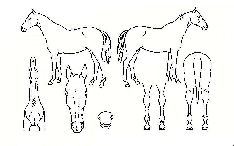 ������������ ����,���,�޸�,�λ�,�ٸ��� Ư¡����