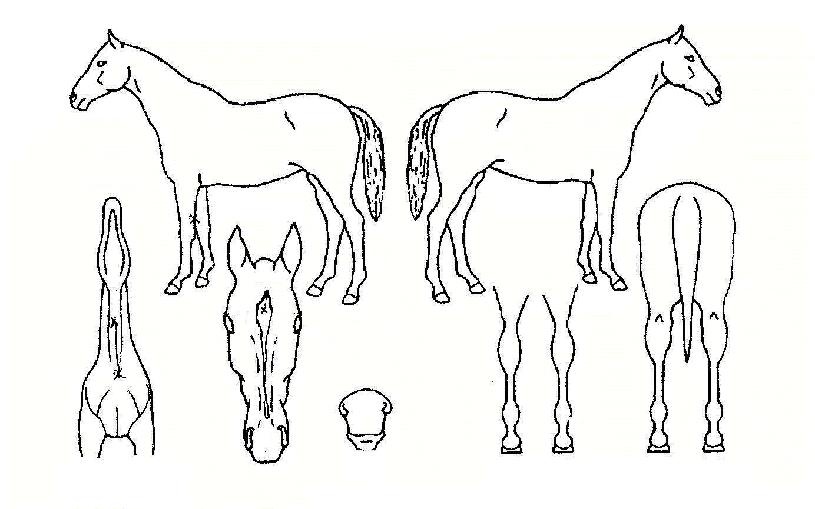 dz¿îÁöȸÀÇ Ãø¸é,¿ì¸é,µÞ¸é,µÎ»ó,´Ù¸®ÀÇ Æ¯Â¡µµÇØ