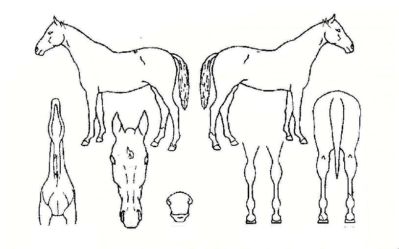 ¾Ö¸Ó·£»çÀÎÀÇ Ãø¸é,¿ì¸é,µÞ¸é,µÎ»ó,´Ù¸®ÀÇ Æ¯Â¡µµÇØ