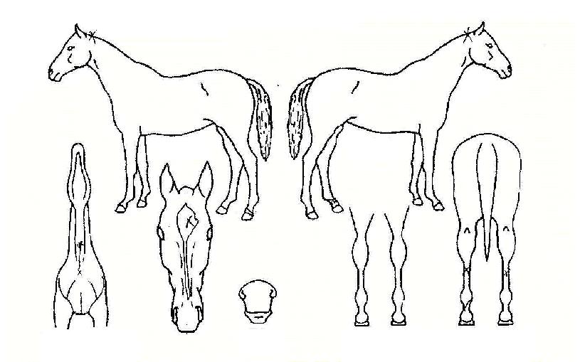 �Ѷ󿵿��� ����,���,�޸�,�λ�,�ٸ��� Ư¡����