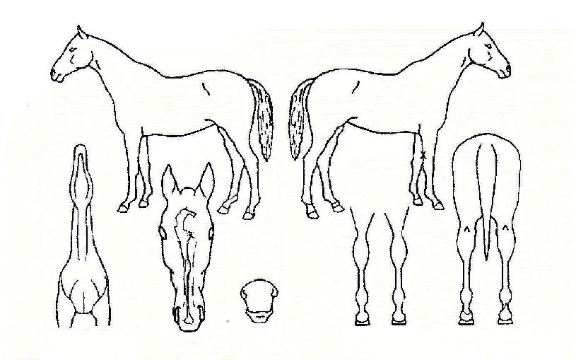 °úõÁø°ËÀÇ Ãø¸é,¿ì¸é,µÞ¸é,µÎ»ó,´Ù¸®ÀÇ Æ¯Â¡µµÇØ