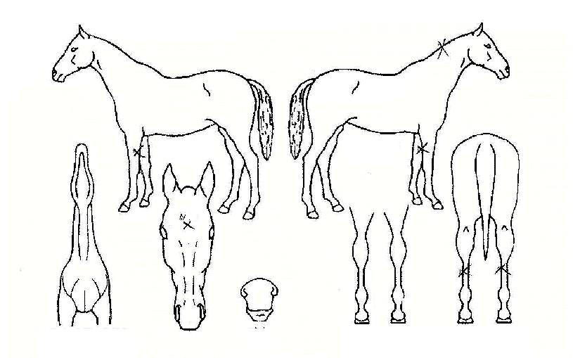 ������ ����,���,�޸�,�λ�,�ٸ��� Ư¡����