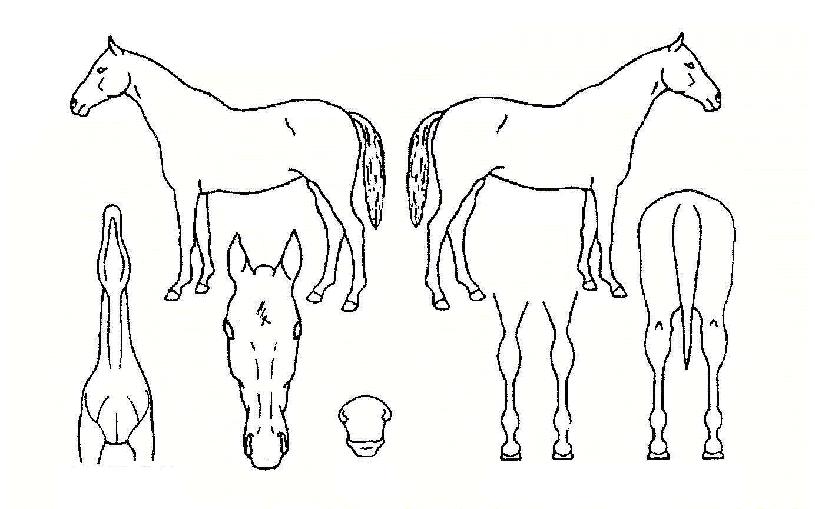 �ʽ´���� ����,���,�޸�,�λ�,�ٸ��� Ư¡����