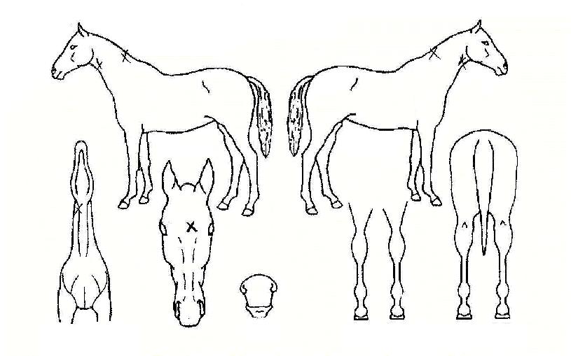 ��õ������ ����,���,�޸�,�λ�,�ٸ��� Ư¡����