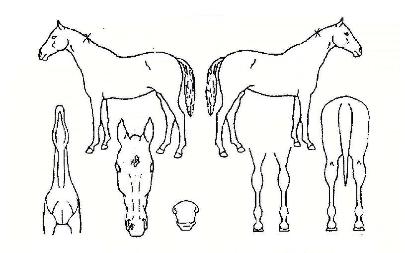 ³ªÁֻ꼺ÀÇ Ãø¸é,¿ì¸é,µÞ¸é,µÎ»ó,´Ù¸®ÀÇ Æ¯Â¡µµÇØ